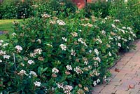Viburnum tinus cultivar used as a newly establishing evergreen garden hedge