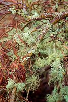 Acer palmatum with a healthy population of Lichens. 