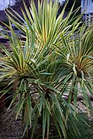 Cordyline australis 'Torbay Dazzler' - cabbage palm