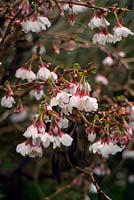 Prunus incisa 'Kojo-no-mai' - cherry