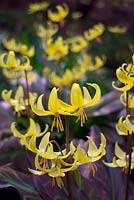 Erythronium 'Sundisc'