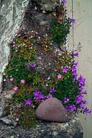 Campanula portenschlagiana, Cymbalaria muralis and Geranium robertianum growing in an old wall. 