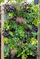 Living wall with plants such as Carex comans, Heuchera, Alchemilla mollis and Bergenia - 'Jungle Fever', RHS Tatton Park Flower Show, 2018. 