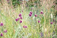 Allium with Pennisetum vilosum - Food for Thought, RHS Tatton Park Flower Show 2018