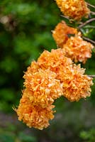 Rhododendron 'Orange Truffles'