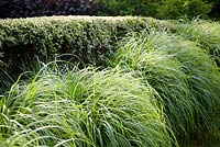 Miscanthus sinensis 'Malepartus' with clipped cotoneaster hedge at the Barefoot Garden, Cornwall, UK