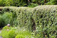 Clipped cotoneaster hedges surround a contemporary herb garden at the Barefoot Garden, Cornwall, UK