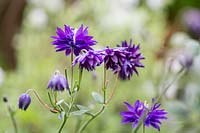 Aquilegia vulgaris var. stellata 'Blue Barlow' - Columbine 