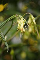 Disporum cantoniense 'Night Heron'