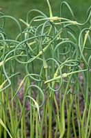 Allium sativum ophioscorodon - Serpent garlic -Rocambole coiled flower stalks 
