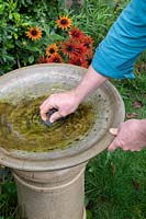 Cleaning the algae of an unclean birdbath with a wire scrub 