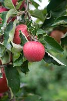 Malus domestica 'Red Jonaprince Wilton's' - Red jonaprince apples on the tree
