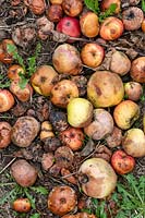 Malus domestica - apples - fruits or windfalls rotting on the ground
 