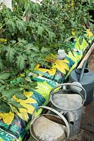 Tomatoes - Solanum lycopersicum in supermarket compost growbags.