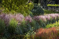 Miscanthus sinensis 'Strictus' and 'Malepartus' in long border