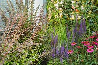 Echinacea purpurea and Berberis thunbergii, RHS Hampton court palace, 2018