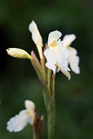 Roscoea cautleyoides 'Jeffrey Thomas' 