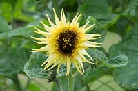 Helianthus annuus  'Lemon eclair' Sunflower