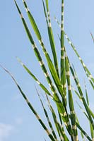 Miscanthus sinensis 'Zebrinus' Zebra grass