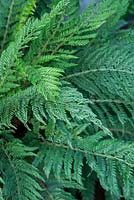 Polystichum setiferum 'Pulcherrimum Bevis' Soft shield fern 