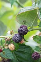 Rubis Idaeus 'Malling Passion' Raspberry Primeberry