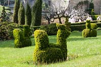 Topiary hens made from Buxus - box -  in lawn