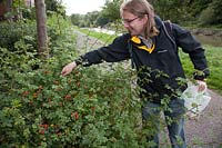 Man forages Rosa - rosehips from a bush growing beside a footpath