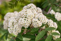 Sorbus aucuparia 'Apricot Queen'