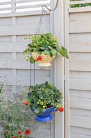 Enamel colander hanging baskets with Strawberries F1 'Loran' 