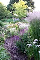 Calamagrostis x acutiflora Karl Foerster Iris ensata 'Light of Dawn' Salvia nemorosa 'Caradonna' Stipa tenuissima 'Wind Whispers' and  Sidalcea 'Elsie Heugh' and path through Bluebell Cottage Gardens, Cheshire, UK 