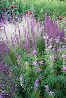 Border with Salvia nemorosa 'Caradonna' Stipa tenuissima 'Wind Whispers' Monarda 'Jacob Cline' and Sidalcea 'Elsie Heugh' 