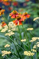 Achillea 'Teracotta' with Helenium 'Moerheim Beauty'