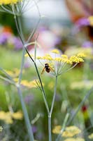 Foeniculum vulgare - Green fennel with bee