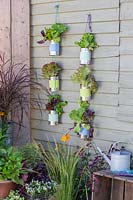 Strings of colourful tin cans planted with lettuce 