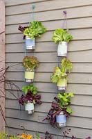 Strings of painted tin cans planted with lettuce