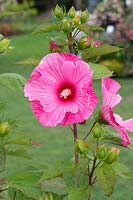 Hibiscus Moscheutos Hybridus - Rose Mallow 