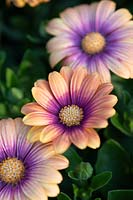 Osteospermum Serenity Blushing Beauty 'Balostush' - Serenity Series - African Daisy 