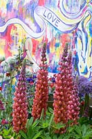 Lupinus 'Towering Inferno' with urban graffiti garden wall- The Supershoes, Laced with Hope Garden, a partnership with Frosts. Sponsor: Frosts Garden Centres, RHS Chelsea Flower Show, 2018.