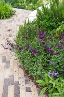 Path edged with Salvia, Centaurea and Pinus - RHS Feel Good Garden - Built by Rosebank Landscaping - Sponsor: the RHS - RHS Chelsea Flower Show 2018
