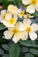 Tottering By Gently - David Austin Roses - RHS Chelsea Flower Show 2018