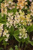 Calanthe sieboldii x aristulifera - Jacques Armand International Ltd - RHS Chelsea Flower Show 2018