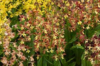 Calanthe hancockii hybrids - Jacques Armand International Ltd - RHS Chelsea Flower Show 2018