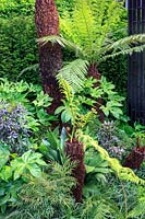 VTB Capital Garden - Spirit of Cornwall - Tree Ferns - Dicksonia antarctica' underplanted by Fatsia japonica, Dicksonia squarrosa and Aspidistra elatior - RHS Chelsea Flower Show 2018
