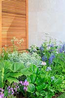 The Morgan Stanley Garden for the NSPCC - Planting next to the Pavilion with cedar screens and Rodgersia podophylla, Euphorbia 'Silver Swan', Dodecatheon meadia, and Chatham Island Forget Me Not Myosotidium hortensia - Sponsor: Morgan Stanley - RHS Chelsea Flower Show 2018
