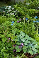 The Morgan Stanley Garden for the NSPCC - Valeriana pyrenaica, Meconopsis, Hosta 'Krossa Regal' - Sponsor: Morgan Stanley - RHS Chelsea Flower Show 2018