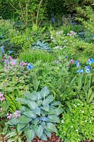 Best Show Gadern - The Morgan Stanley Garden for the NSPCC - Hosta 'Halcyon', Meconopsis, Lamium orvala and Dodecatheon meadia - Sponsor: Morgan Stanley - RHS Chelsea Flower Show 2018