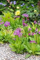 Mixed planting including Primula at Wuhan Water Garden, RHS Chelsea Flower Show, 2018