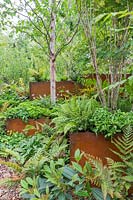 Metal raised beds with Viburnum, Hostas and ferns at  Wuhan Water Garden, RHS Chelsea Flower Show, 2018