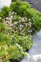 Border with Lychnis flos-cuculi 'White Robin', Pinus nigra 'Nana' and Tellima grandiflora - The CHERUB HIV garden: A Life Without Walls - Sponsor: CHERUB - RHS Chelsea Flower Show 2018