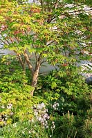 Acer palmatum 'Osakazuki' in The CHERUB HIV Garden: A Life Without Walls, Sponsor: CHERUB - RHS Chelsea Flower Show, 2018.
